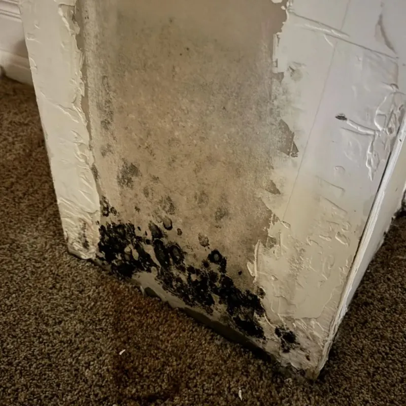 Professional Mold Removal in Fort Ashby, WV